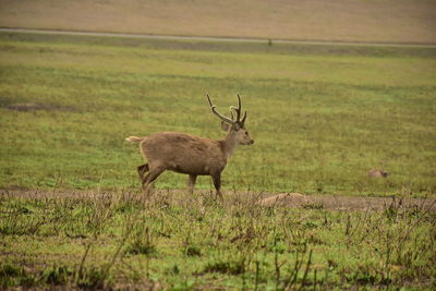 Deer in a field