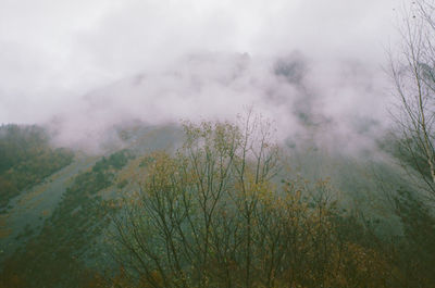 Plants growing on land against sky