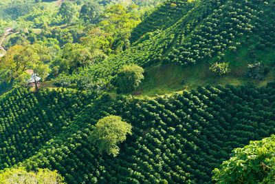 High angle view of fresh green field