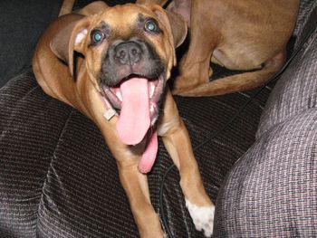Close-up portrait of dog sitting on blanket