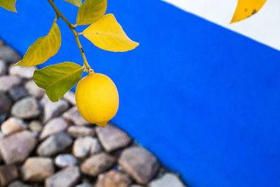 Close-up of lemon against blue wall