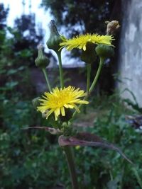 Close-up of yellow flowers blooming outdoors