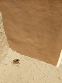 High angle view of insect on sand