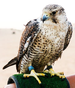 Close-up of owl perching outdoors