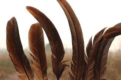 Close-up of feather against white background