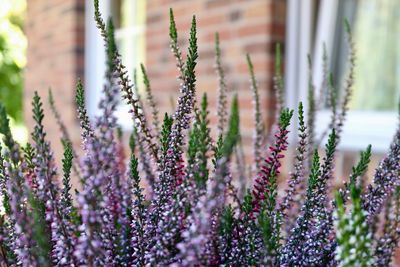 Close-up of lavender plants