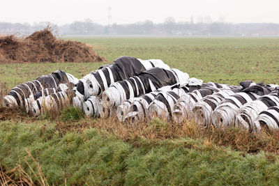 Hay bales in field