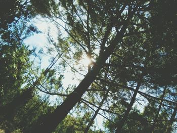 Low angle view of trees against sky