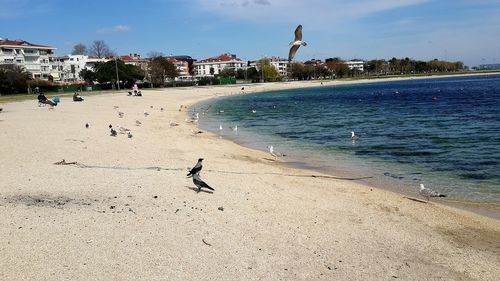 View of birds on beach