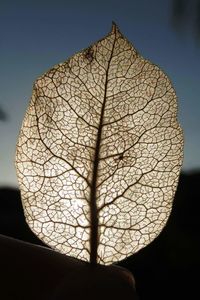 Close-up of silhouette tree against sky