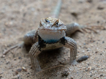 Close-up of lizard on land