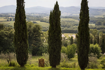 Scenic view of trees on field