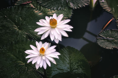 Close-up of white daisy flowers