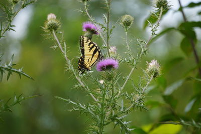 Close-up of butterfly pollinating on flower
