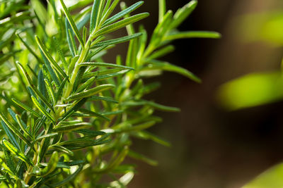 Close-up of fresh green plant