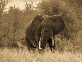 Elephant walking in a forest