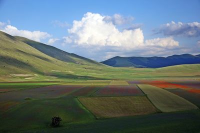 Scenic view of agricultural field against sky