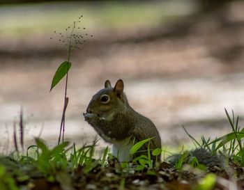 Close-up of a rabbit on field