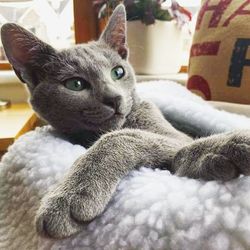 Close-up portrait of cat