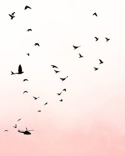 Low angle view of silhouette birds flying against clear sky