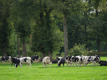 Fields and meadows near winterswijk in the netherlands