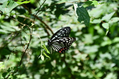 Butterfly on leaf