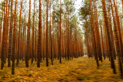 Pine trees in forest