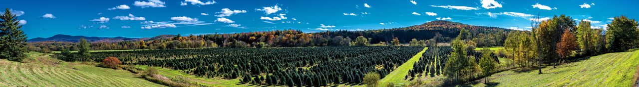 Panoramic shot of trees on field against sky