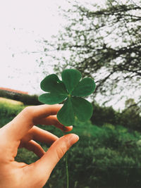 Close-up of hand holding leaves