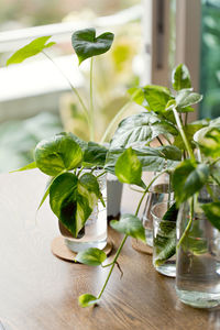 Close-up of plant in glass vase on table