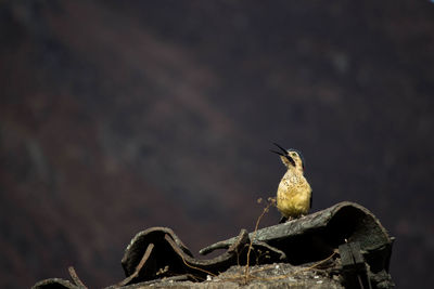 Close-up of bird perching outdoors