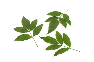 Close-up of leaves against white background