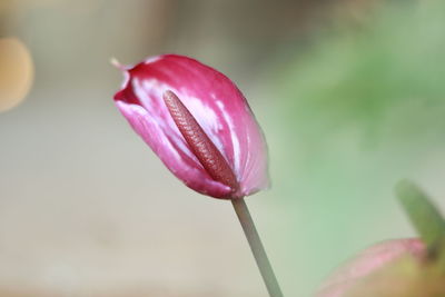 Close-up of pink rose flower bud