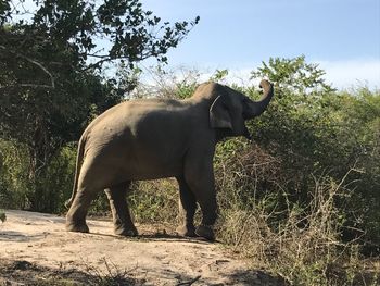 Side view of horse standing against trees