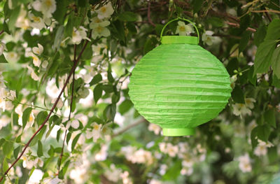 Close-up of fresh green leaves