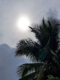 Low angle view of palm tree against sky