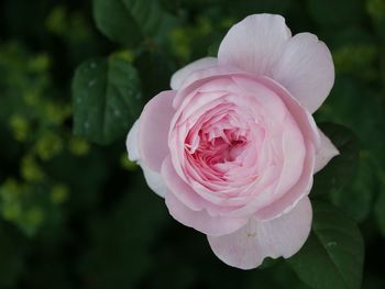 Close-up of pink rose