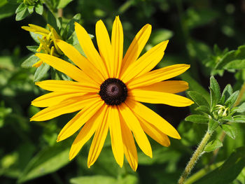 Close-up of yellow flowering plant
