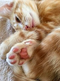 Ginger tabby cat kitten