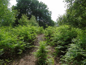 Plants and trees in forest