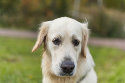 Close-up portrait of dog on field