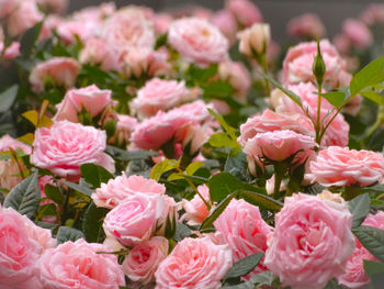 Close-up of pink roses
