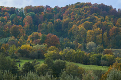 High angle view of trees in forest during autumn