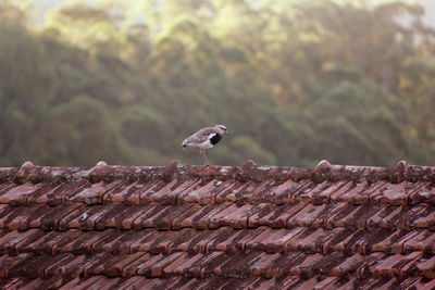 Vanellus chilensis - bird