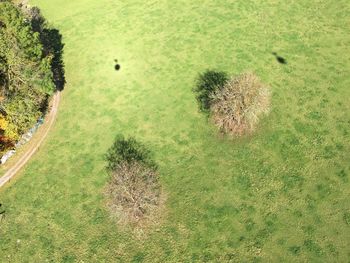 High angle view of golf ball on grass