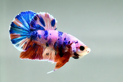 Betta fish siamese fighting fish in candy color halfmoon plakat from thailand