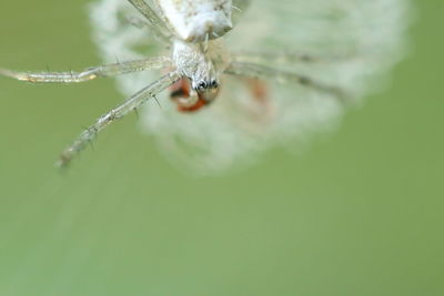 Close-up of spider on web