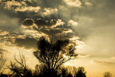 Low angle view of silhouette trees against sky during sunset