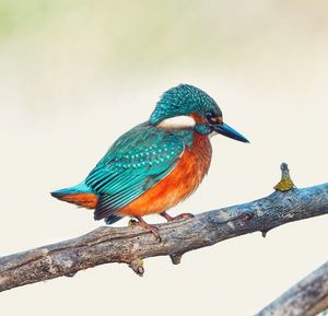Close-up of bird perching on tree