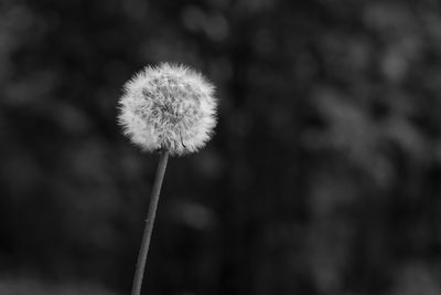 Close-up of dandelion flower